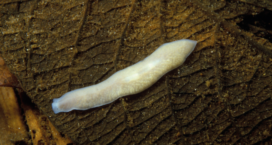 platyhelminthes turbellaria tricladida)